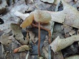Gymnopus biformis image