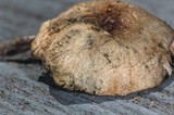 Panaeolus cinctulus image