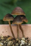 Panaeolus cinctulus image