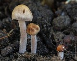 Panaeolus cinctulus image