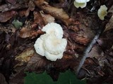 Marasmius delectans image