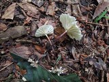 Marasmius delectans image