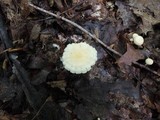 Marasmius delectans image