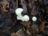 Marasmius delectans image