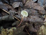 Marasmius delectans image