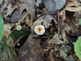 Crinipellis setipes image