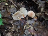 Marasmius cohaerens image