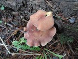 Tricholomopsis rutilans image