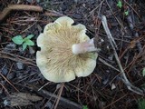 Tricholomopsis rutilans image