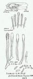 Tubulicrinis angustus image