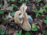 Russula compacta image