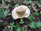 Russula compacta image