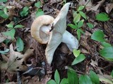 Russula compacta image