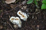 Entoloma abortivum image