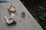 Entoloma abortivum image