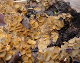 Anthracobia melaloma image
