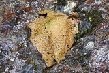 Lasallia papulosa image