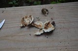 Entoloma abortivum image