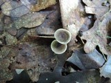 Clitocybe trulliformis image