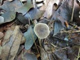 Clitocybe trulliformis image