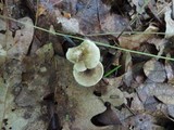 Clitocybe trulliformis image