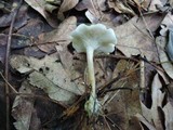 Clitocybe trulliformis image