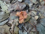 Laccaria tortilis image