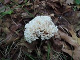 Tremellodendron pallidum image