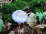 Cortinarius iodes image