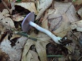 Cortinarius iodes image