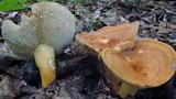 Lactarius volemus image