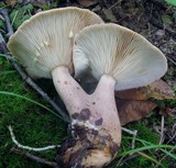 Lactarius quietus image