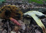 Boletus pallidoroseus image