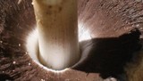 Coprinopsis romagnesiana image