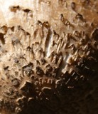 Coprinopsis romagnesiana image