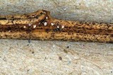Peziza echinulata image