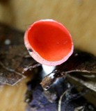 Sarcoscypha occidentalis image