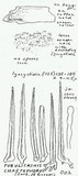 Tubulicrinis chaetophorus image