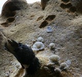 Entoloma parasiticum image
