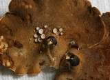 Entoloma parasiticum image