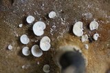 Entoloma parasiticum image
