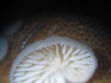 Entoloma parasiticum image