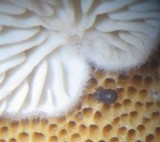 Entoloma parasiticum image