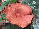 Lactarius peckii image