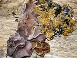 Anthracobia melaloma image