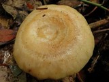 Lactarius chrysorrheus image
