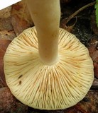 Lactarius chrysorrheus image