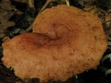 Lactarius peckii image
