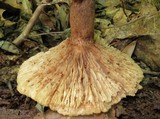 Lactarius peckii image