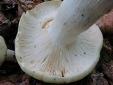 Russula variata image